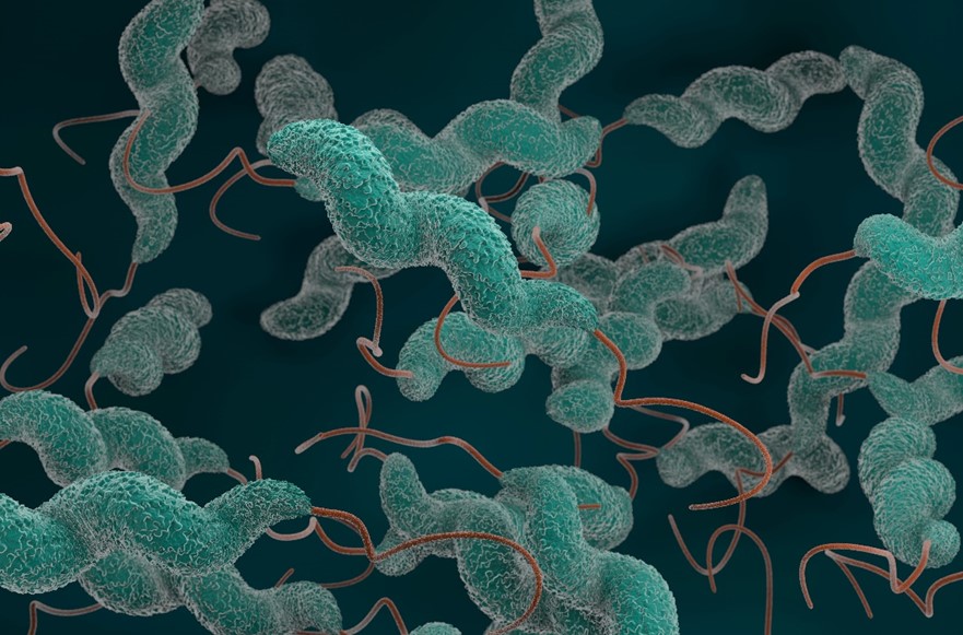 Campylobacter and Human Health: A Retrospective Analysis